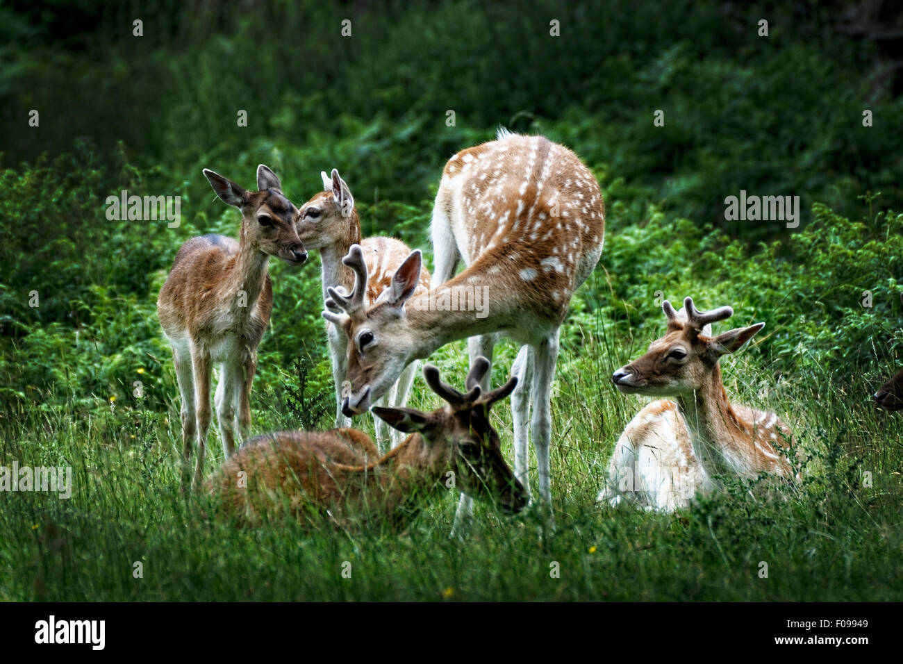 Il pascolo di cervi in Glenfield Lodge Park, Leicestershire, Inghilterra Foto Stock