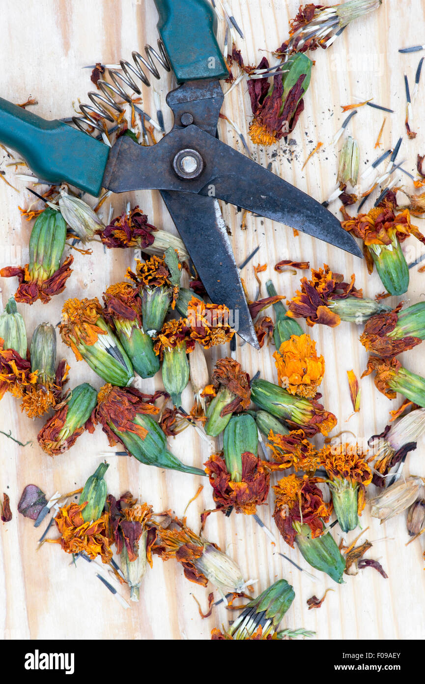 Tagetes. Calendula fiori secchi teste di seme per la raccolta e la conservazione Foto Stock