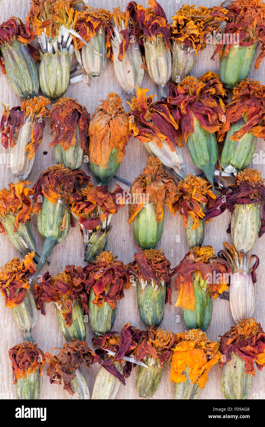 Tagetes. Calendula fiori secchi teste di seme per la raccolta e la conservazione Foto Stock