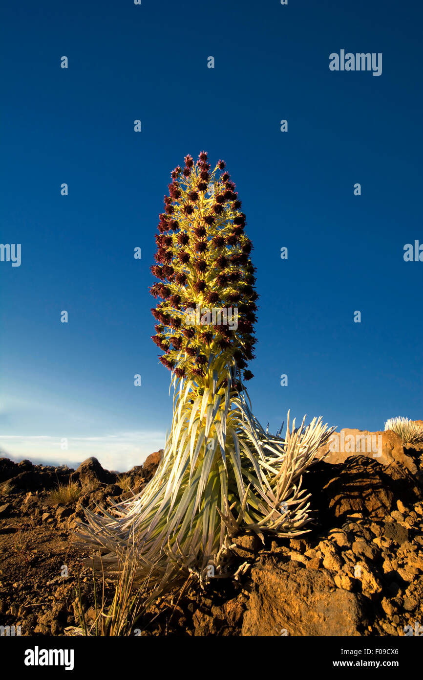 Silversword piante in fiore, Haleakala National Park, Maui, Hawaii Foto Stock