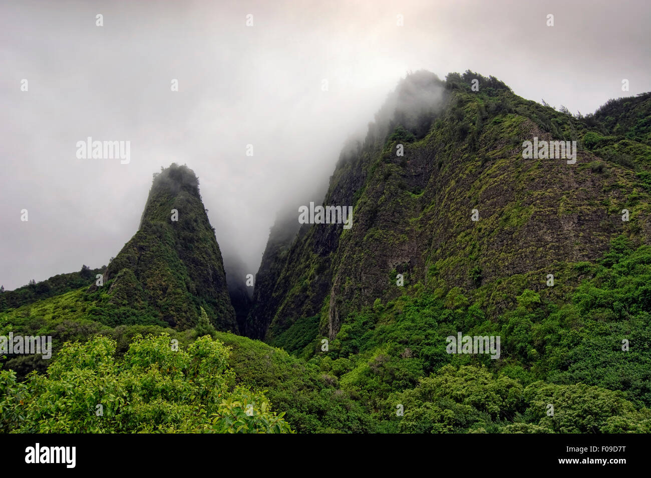 L'ago nel Iao Valley State Park, Maui, Hawaii Foto Stock