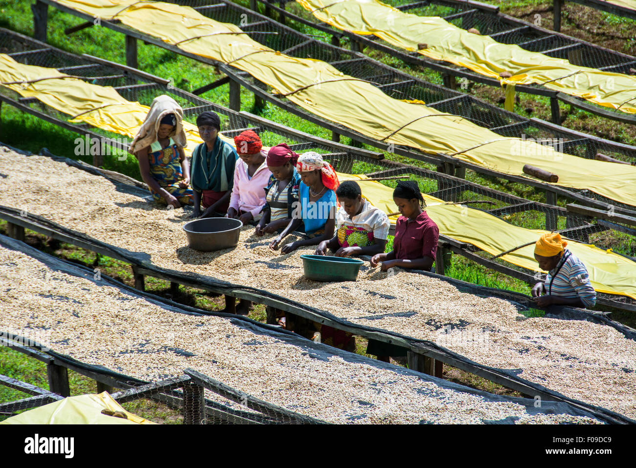 Le cooperative di caffè in Ruanda Foto Stock