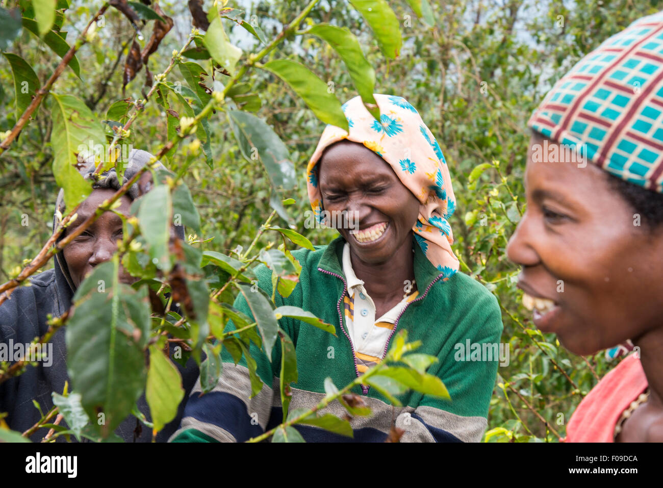 Le cooperative di caffè in Ruanda Foto Stock