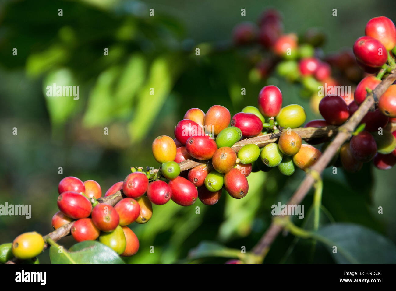 Primo piano di ciliegie di caffè su alberi in Ruanda Foto Stock