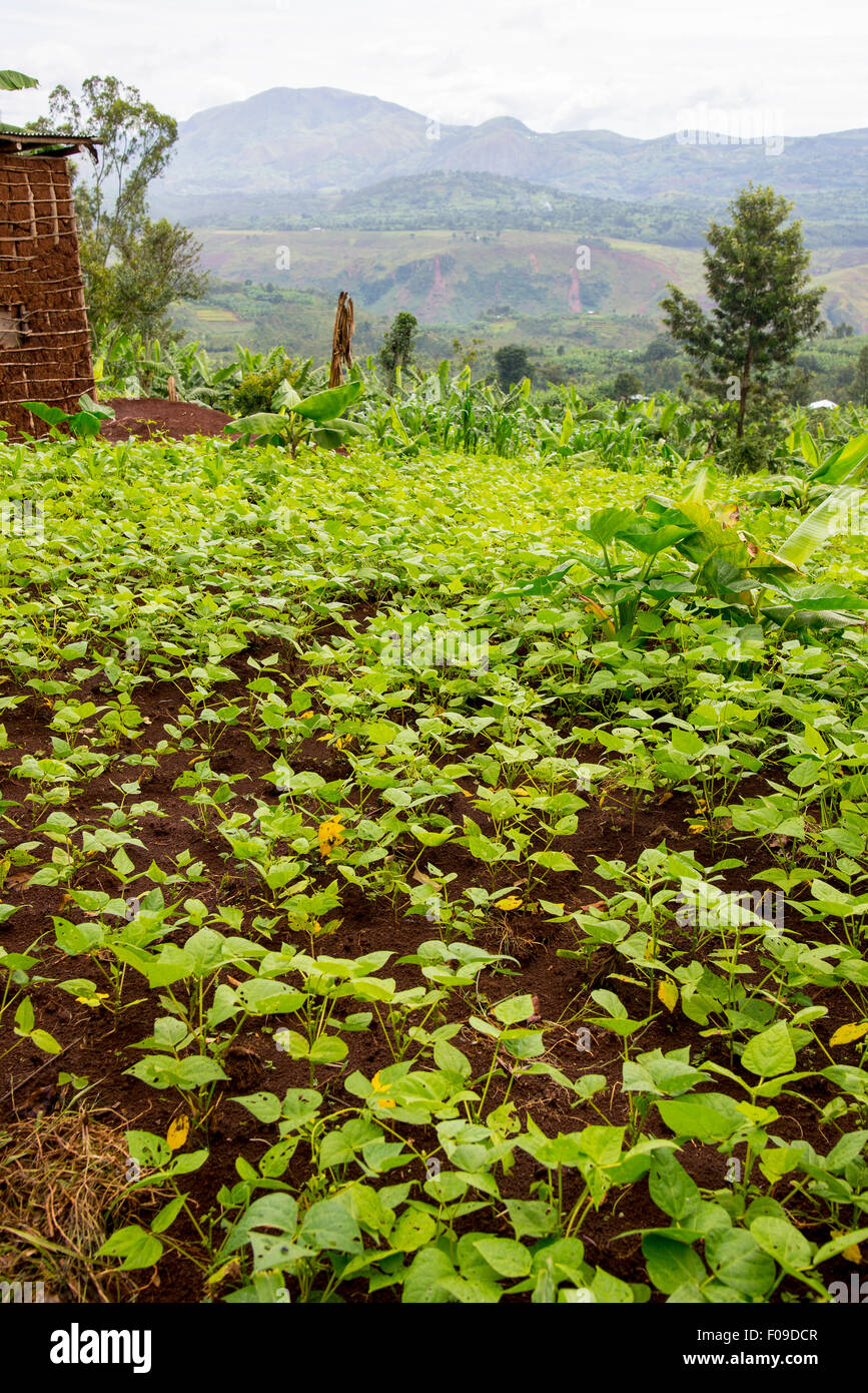 Le cooperative di caffè in Ruanda Foto Stock