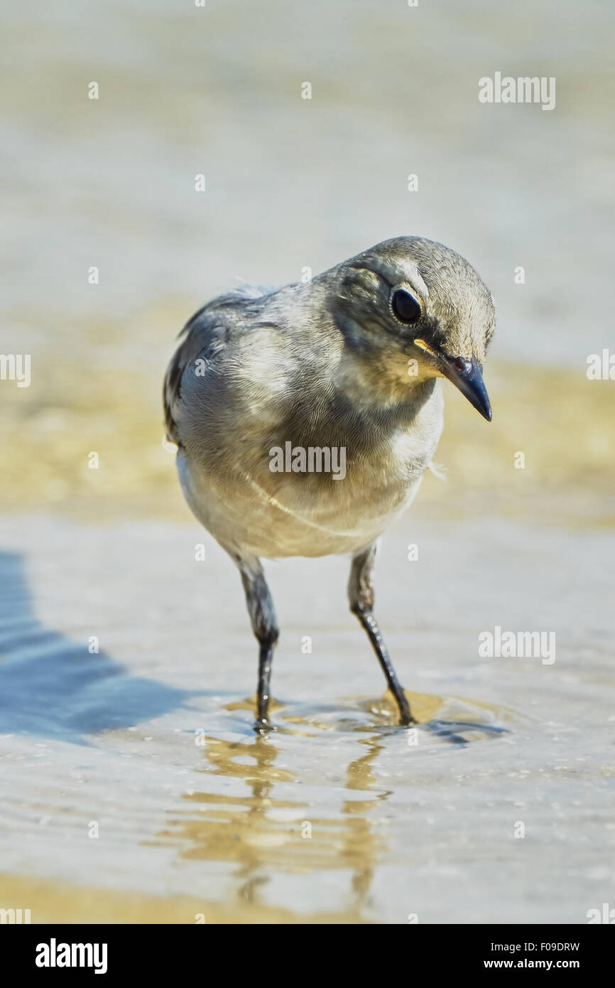 Martins di sabbia sulla spiaggia Foto Stock