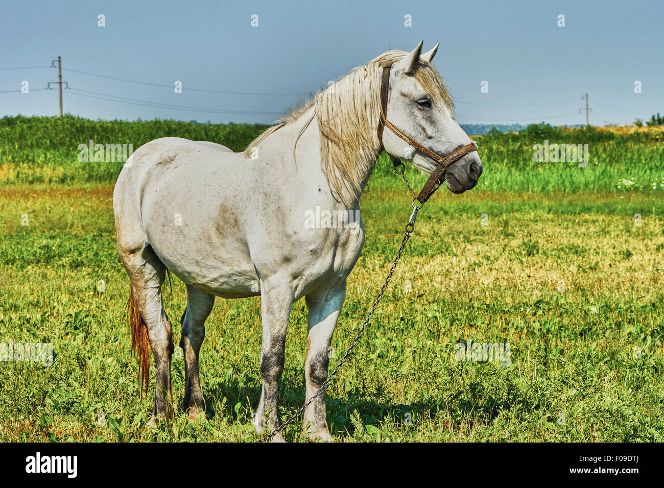 Ritratto di un cavallo al pascolo nel prato Foto Stock