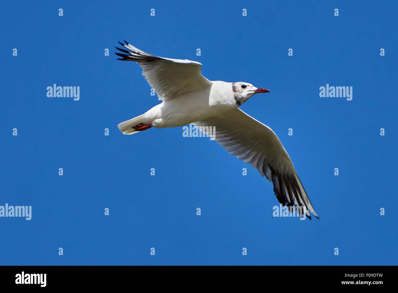 Seagull in volo contro il cielo blu Foto Stock