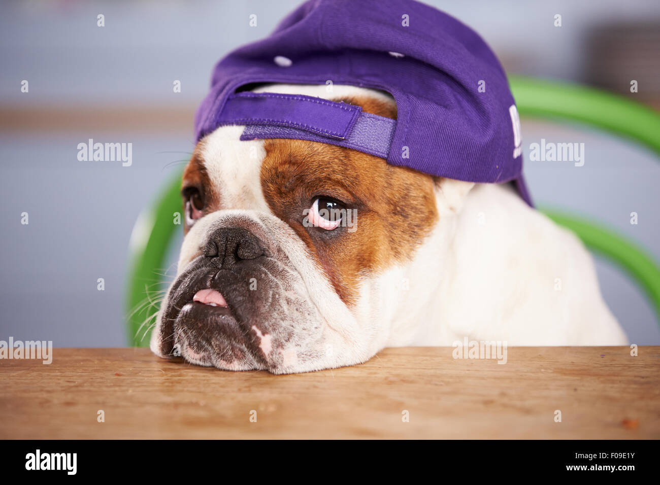 British bulldog hat immagini e fotografie stock ad alta risoluzione - Alamy