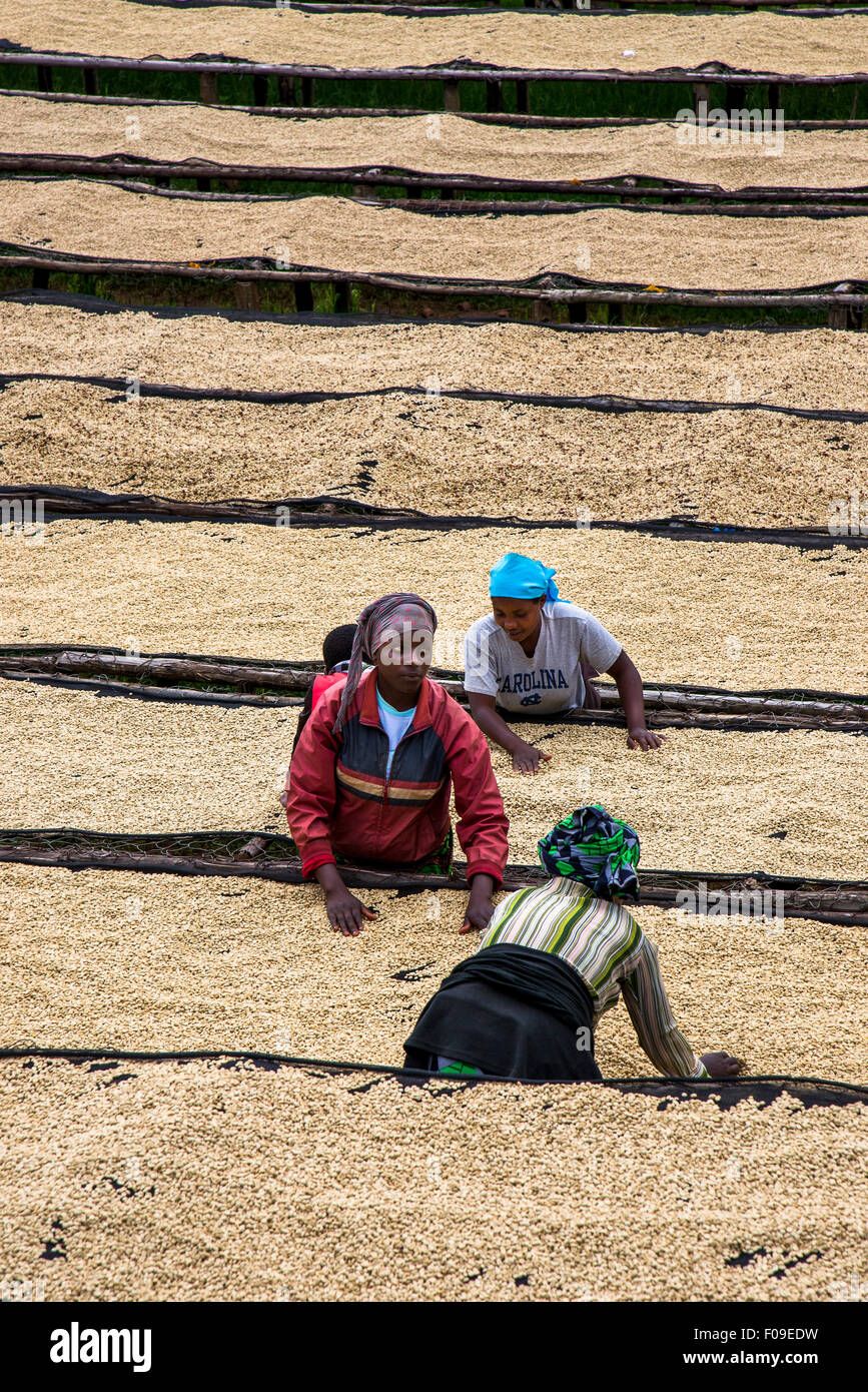 Le cooperative di caffè in Ruanda Foto Stock