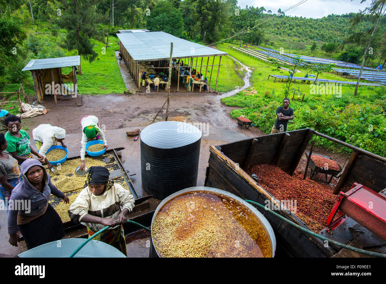 Le cooperative di caffè in Ruanda Foto Stock