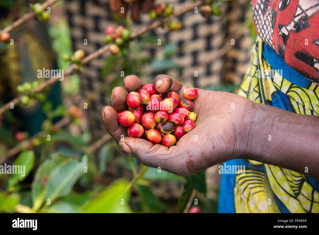 Primo piano di ciliegie di caffè su alberi in Ruanda Foto Stock