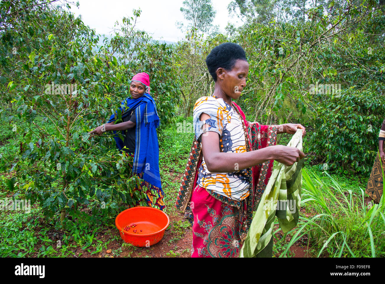 Genocidio vedove caffè collettivo, il lago Kivu, Ruanda Foto Stock