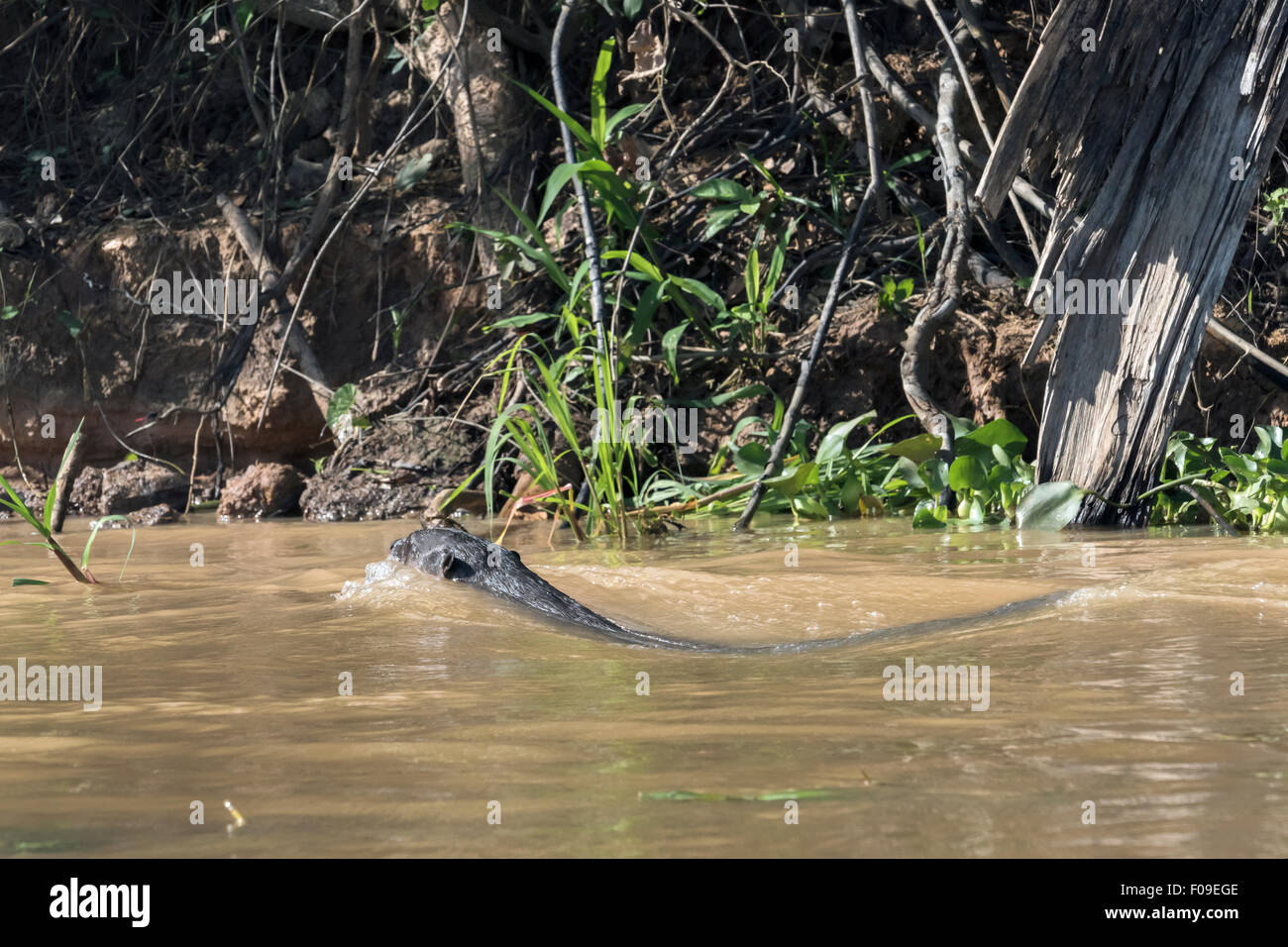 Speedy gigante Lontra di fiume nuotando vicino a piena velocità, Rio Cuiaba, Pantanal, Brasile Foto Stock