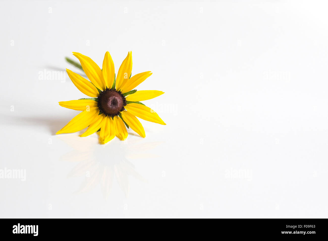Rudbeckia Hirta. Coneflower. Fiore singolo stelo su uno sfondo bianco. Foto Stock