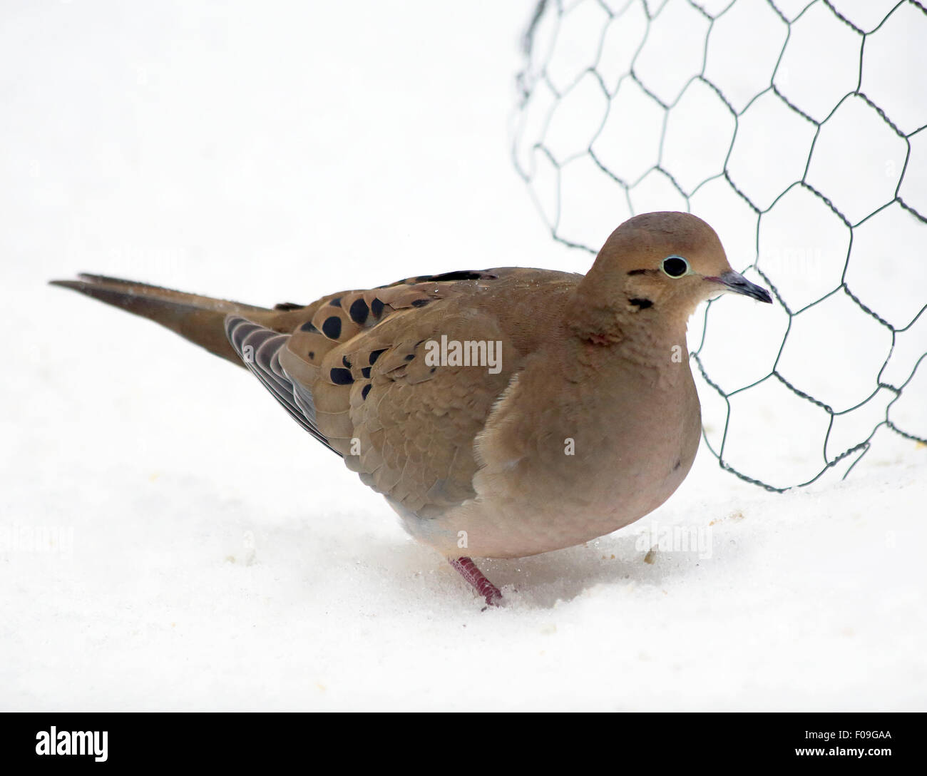 Uccelli meridionale nella neve Foto Stock