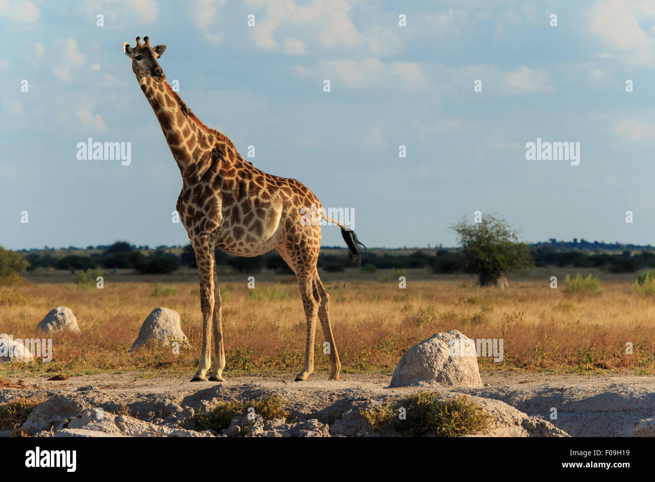Majestic giraffe vicino ad un foro per l'acqua. Foto Stock