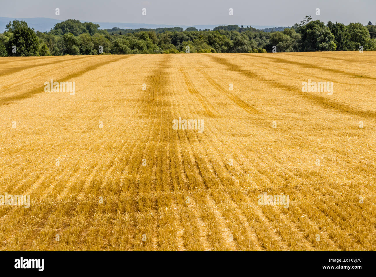 Campo di tagliare il grano e luminoso cielo blu con nuvole cumulus. Paesaggio rurale. Luminosa giornata di sole. Foto Stock