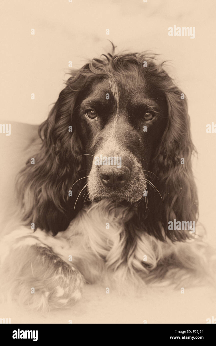 Ritratto di una famiglia pet. Foto Stock