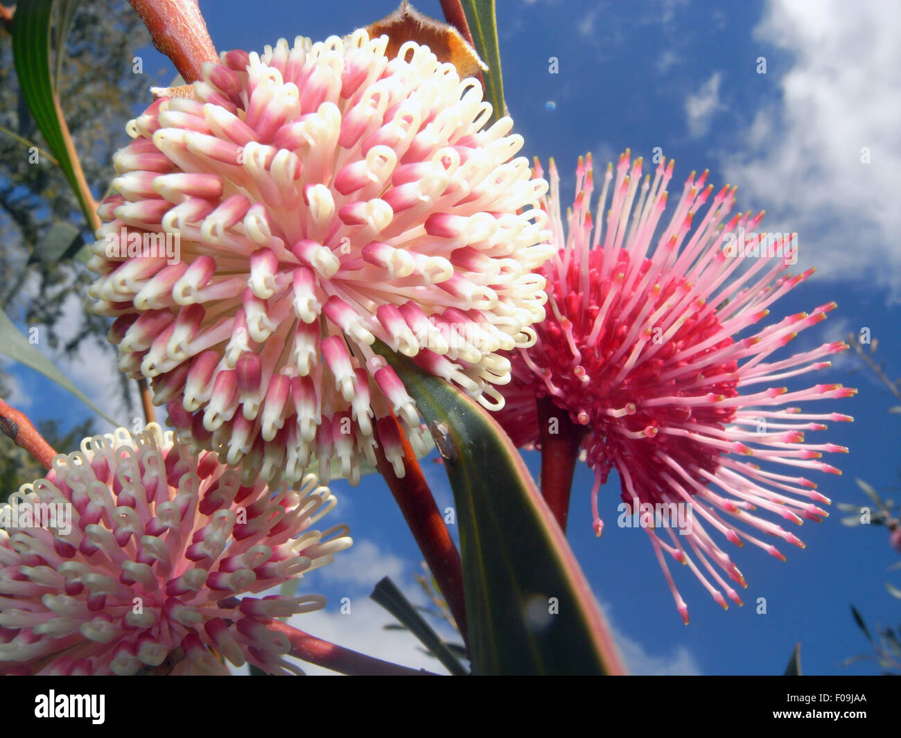 Hakea Pinchusion (Hakea laurina) fioritura in Perth, Western Australia Foto Stock