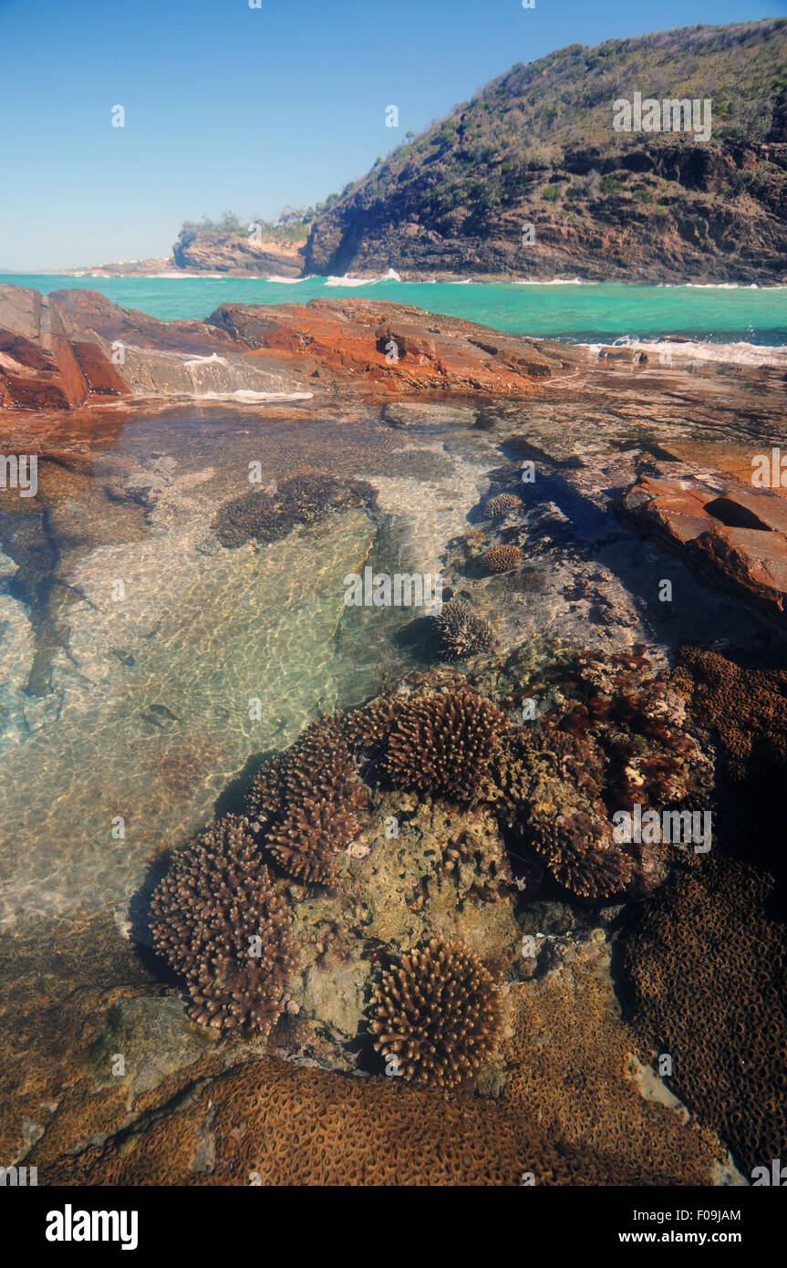 Compresi i coralli Acropora spp cresce nelle zone costiere rockpool, Noosa National Park, Sunshine Coast, Queensland, Australia Foto Stock