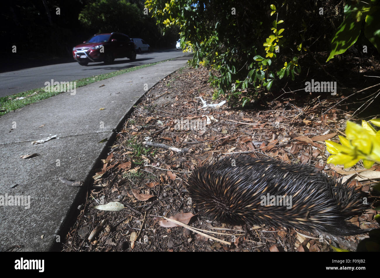 Roadkilled echidna Sunshine Coast, Queensland, Australia. N. PR Foto Stock