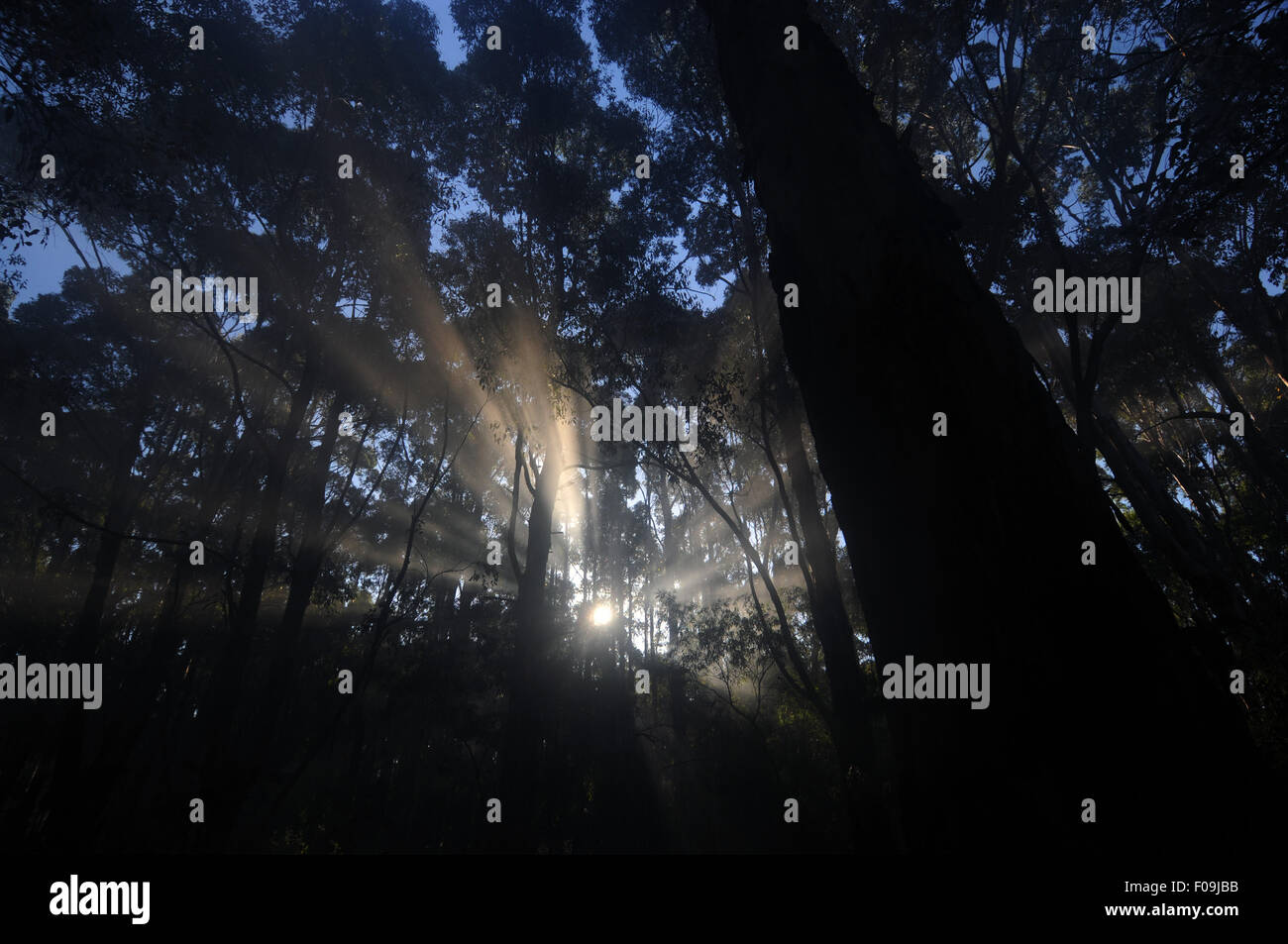 Sun nella nebbia attraverso gli alberi, Boranup Forest, Regione di Margaret River, Australia occidentale Foto Stock