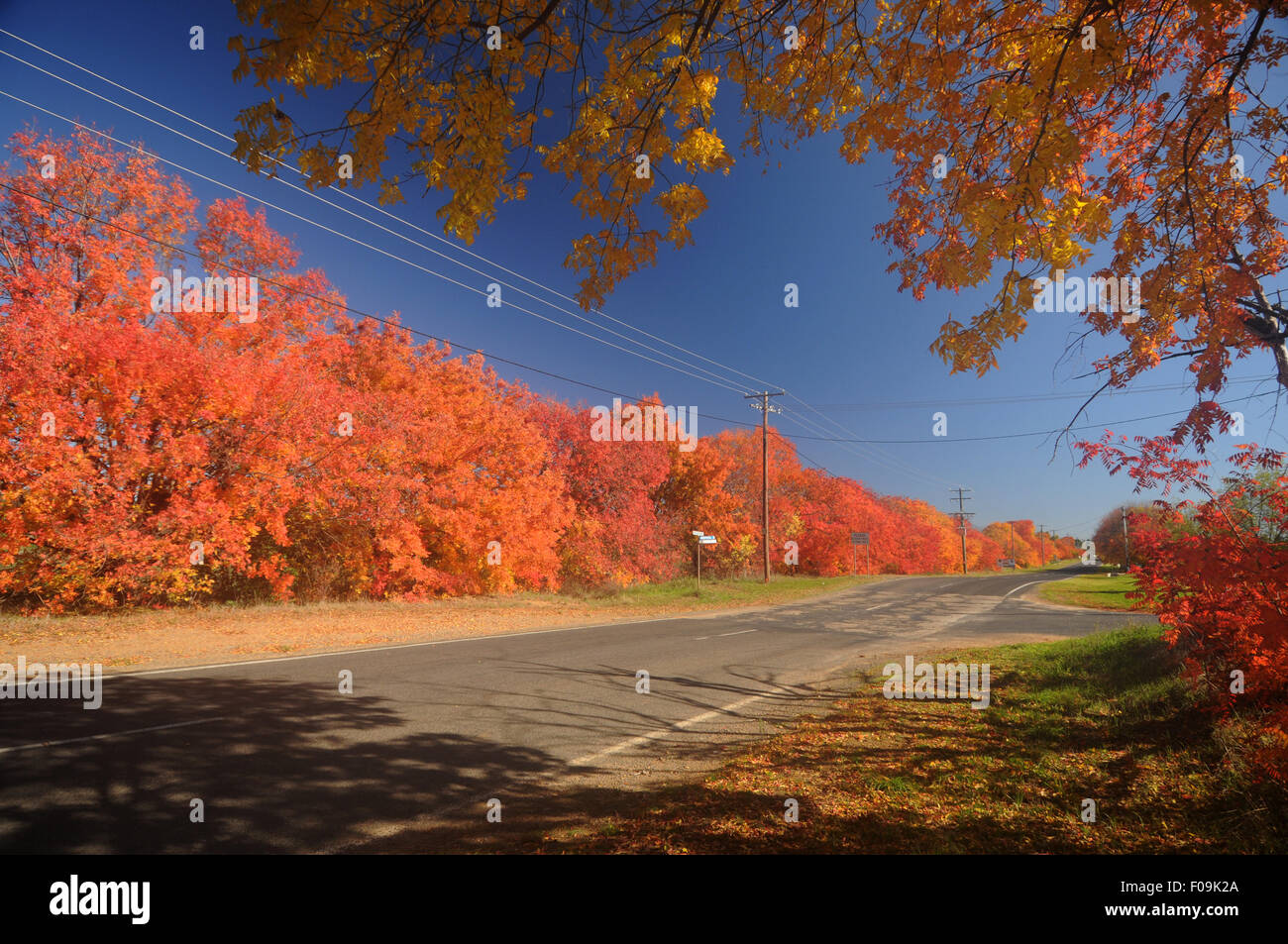 Spettacolare fogliame di autunno lungo la strada di Canowindra, central NSW, Australia Foto Stock