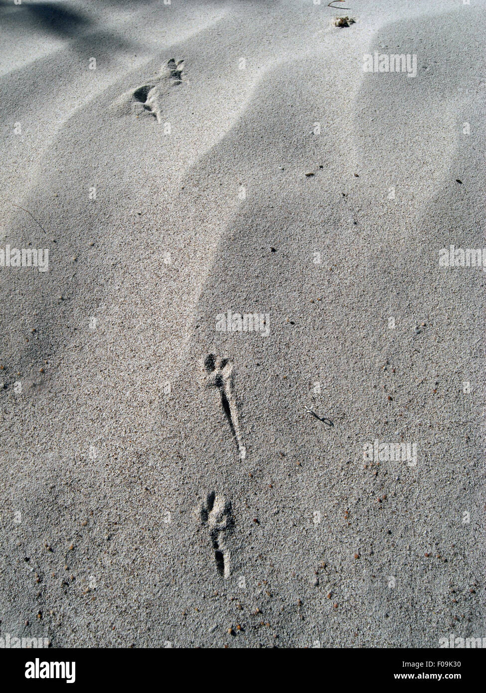 Le tracce lasciate nella sabbia da saltando ratto canguro, Nambung National Park, Australia occidentale Foto Stock