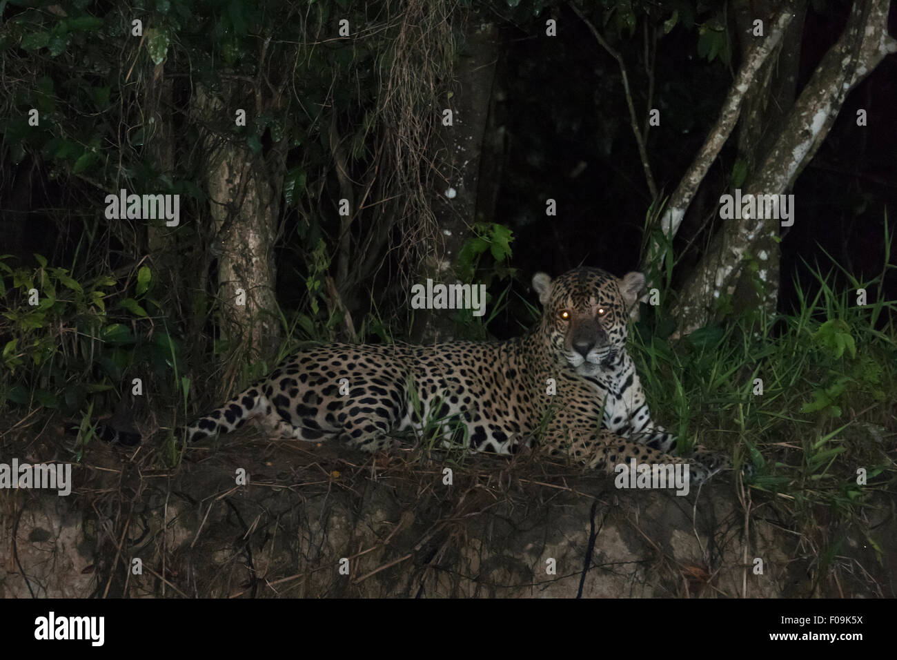 Jaguar di notte con gli occhi luccicanti, banche di Rio Cuiaba, Pantanal, Brasile Foto Stock