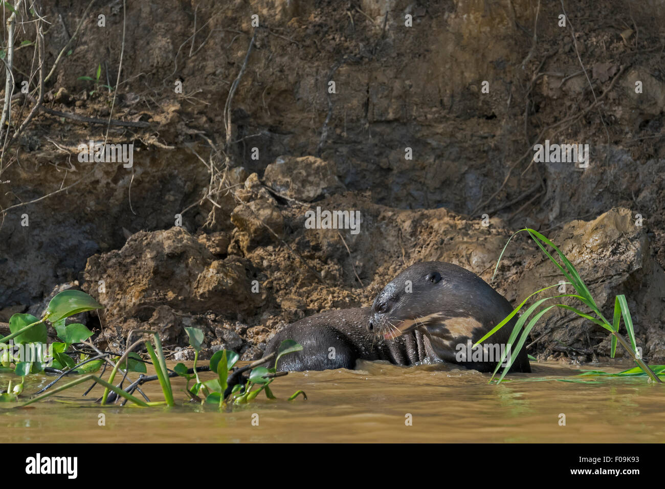 Giant Lontra di fiume (Pteronura brasiliensis) circa per inserire il fiume Rio Cuiaba, Pantanal, Brasile Foto Stock
