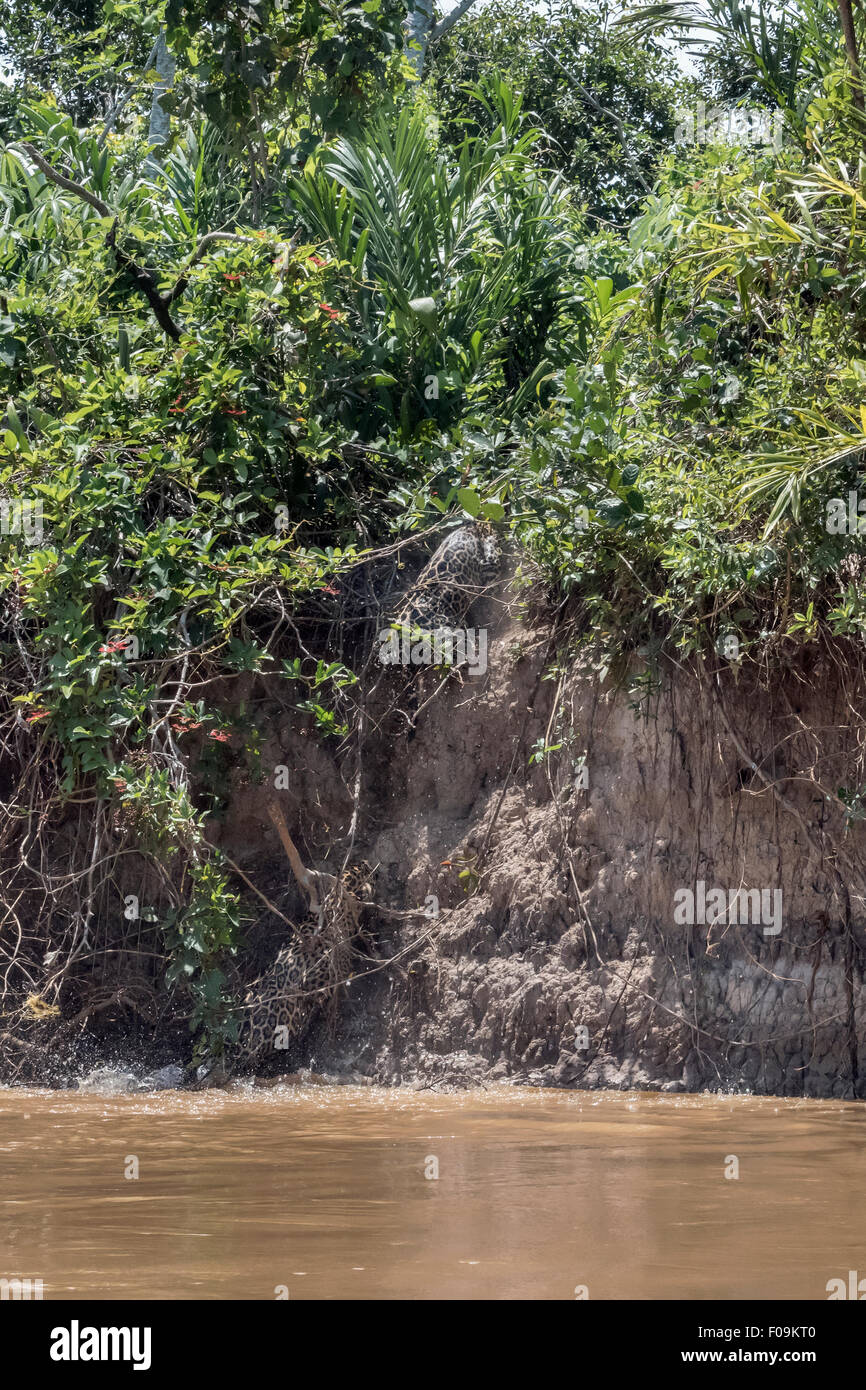 Jaguar femmina e scomposizione del cub fino la banca di fiume dopo una nuotata in tutta Rio Cuiaba, Pantanal, Brasile Foto Stock