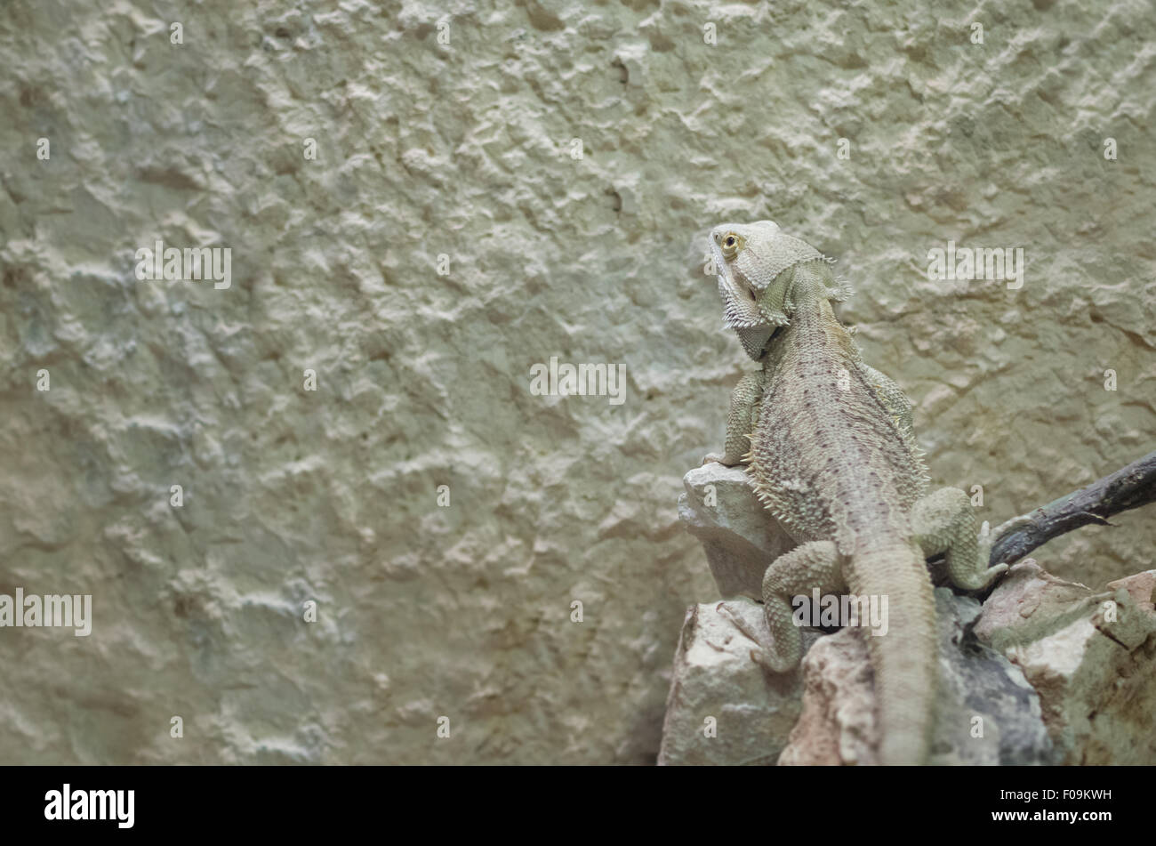 Pogona Drago barbuto Lizard seduti sulle rocce Foto Stock