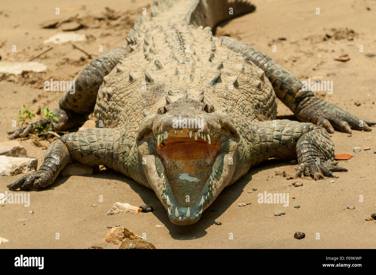 Crocodylus acutus, coccodrillo americano nel Canyon Sumidero, Tuxtla Gutierrez, Messico Foto Stock