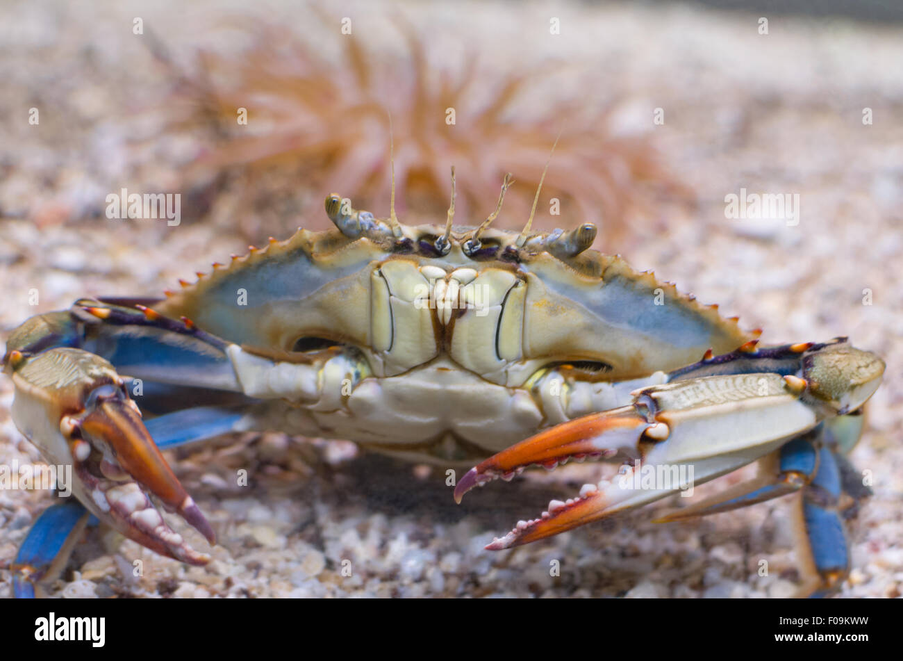 Atlantic Blue Crab con pinze arancione Closeup anteriore Foto Stock