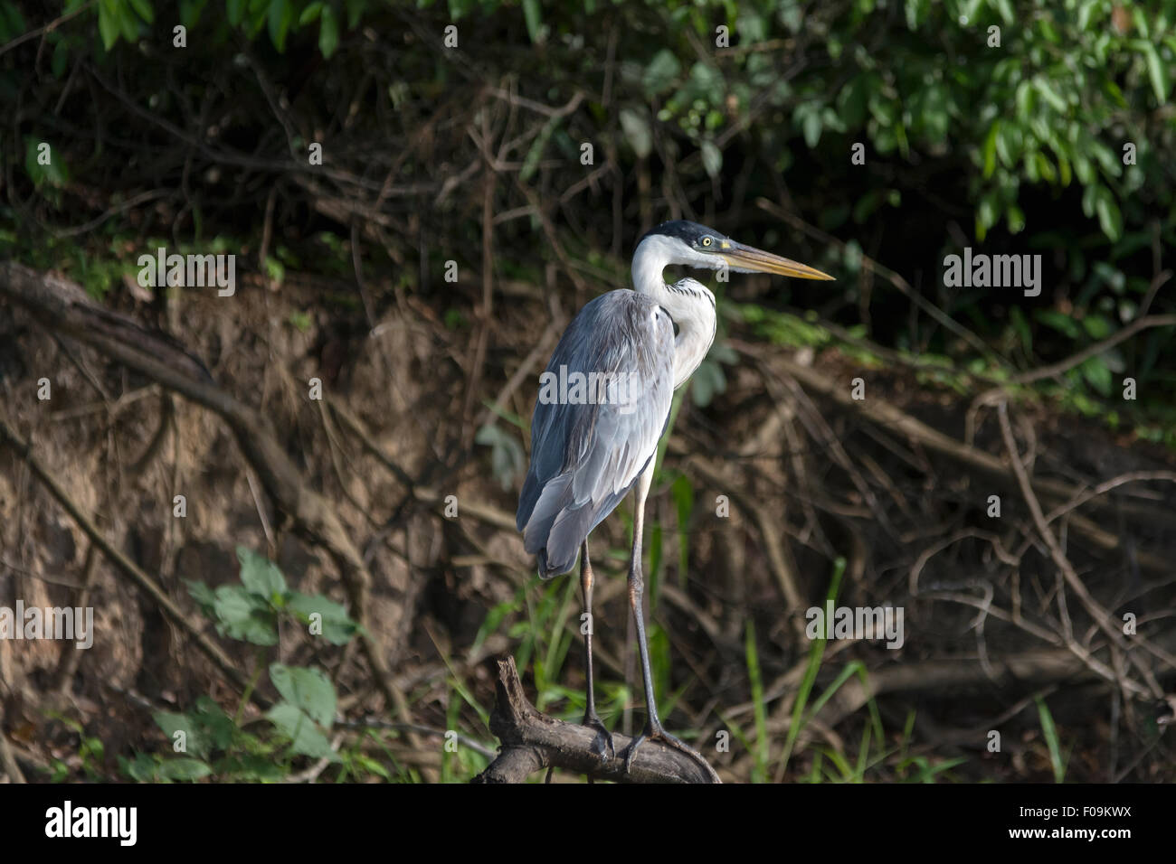 Airone Cocoi in piedi su un ramo lungo il fiume Rio Cuiaba, Pantanal, Brasile Foto Stock