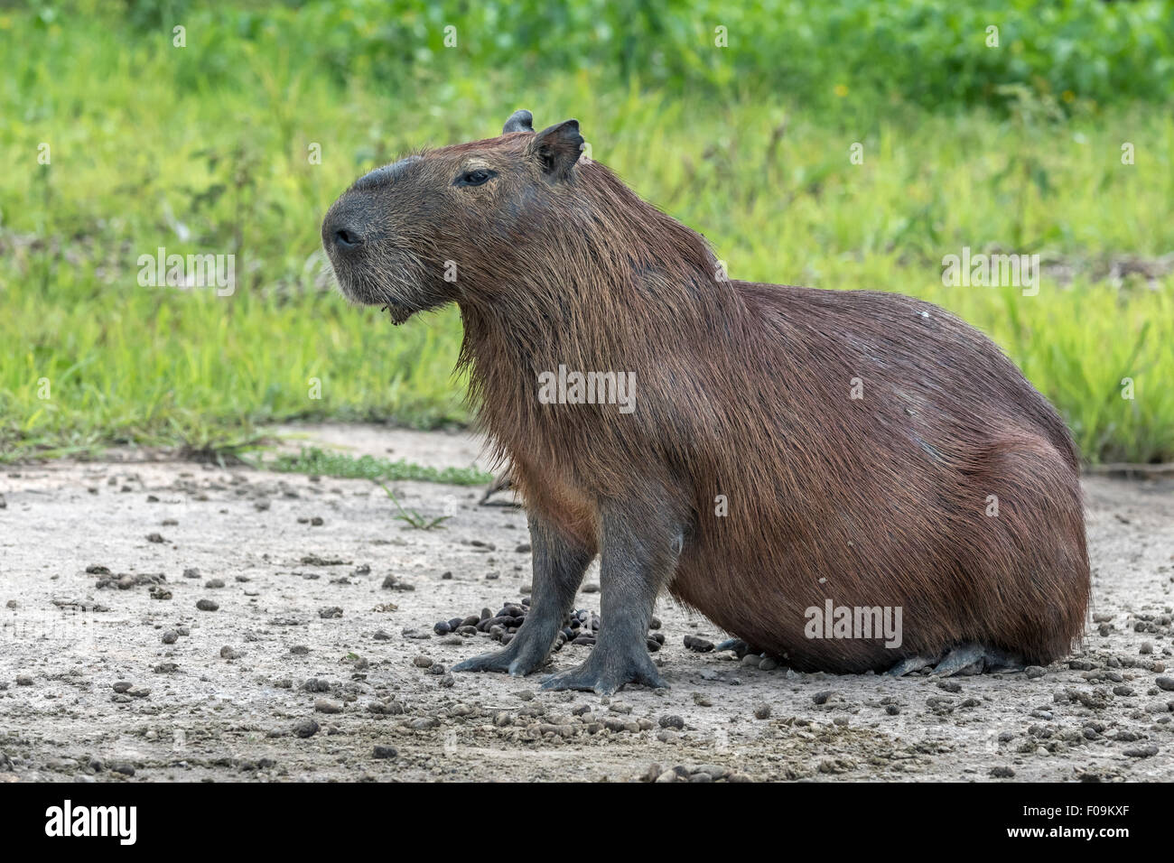 Chubby capibara maschio in posa su una riva di un fiume, Rio Cuiaba, Pantanal, Brasile Foto Stock