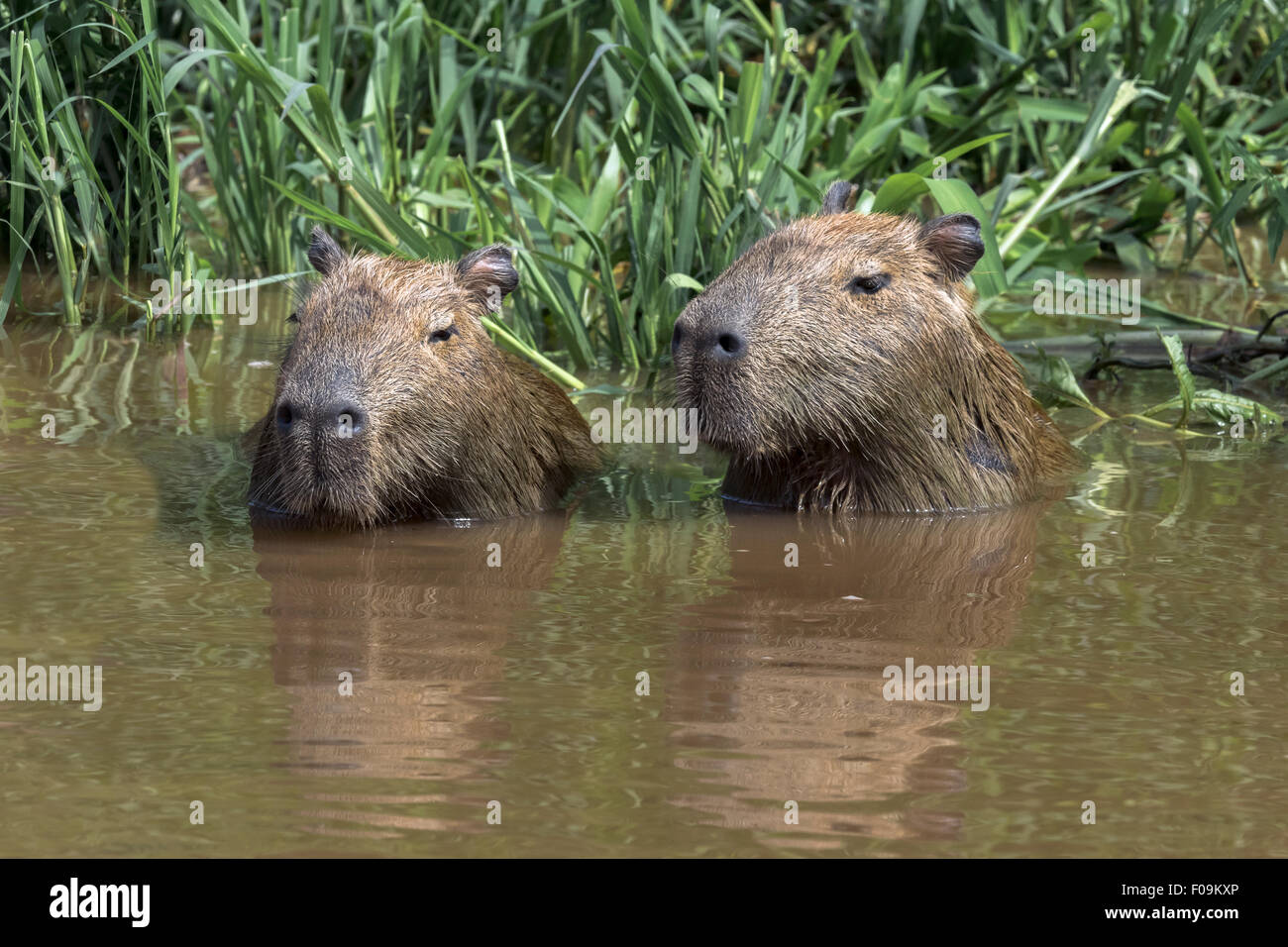 Capibara coppia il raffreddamento nel Rio Cuiaba, Pantanal, Brasile Foto Stock