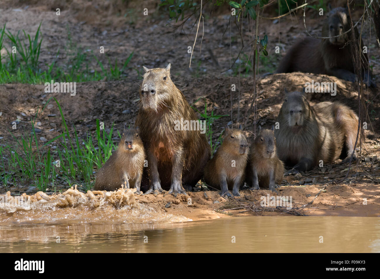 Capibara della famiglia da parte della banca del fiume Rio Cuiaba, Pantanal, Brasile Foto Stock