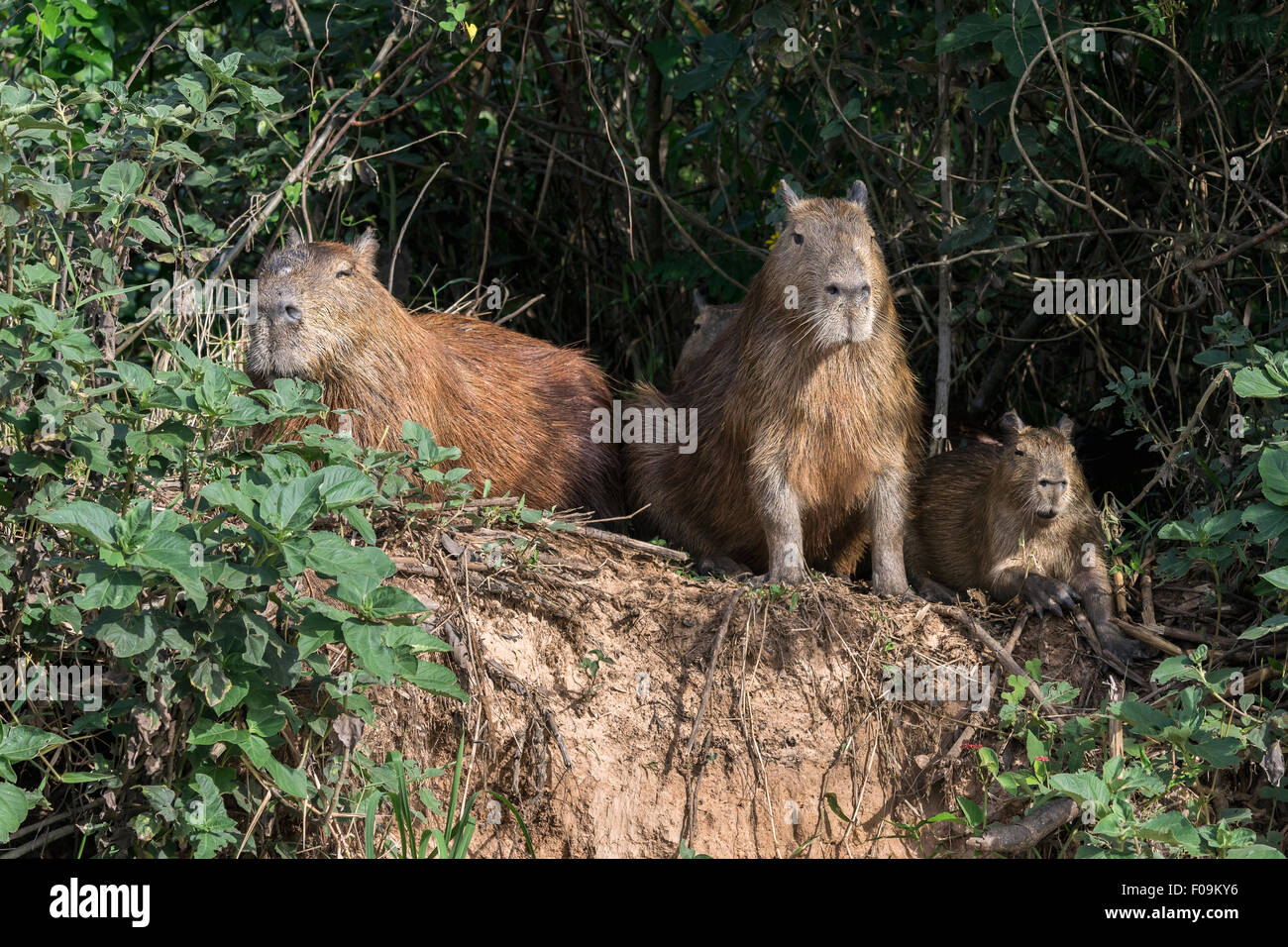 Capibara (Hydrochoerus hydrochaeris) famiglia sulla riva del fiume Rio Cuiaba, Pantanal, Brasile Foto Stock