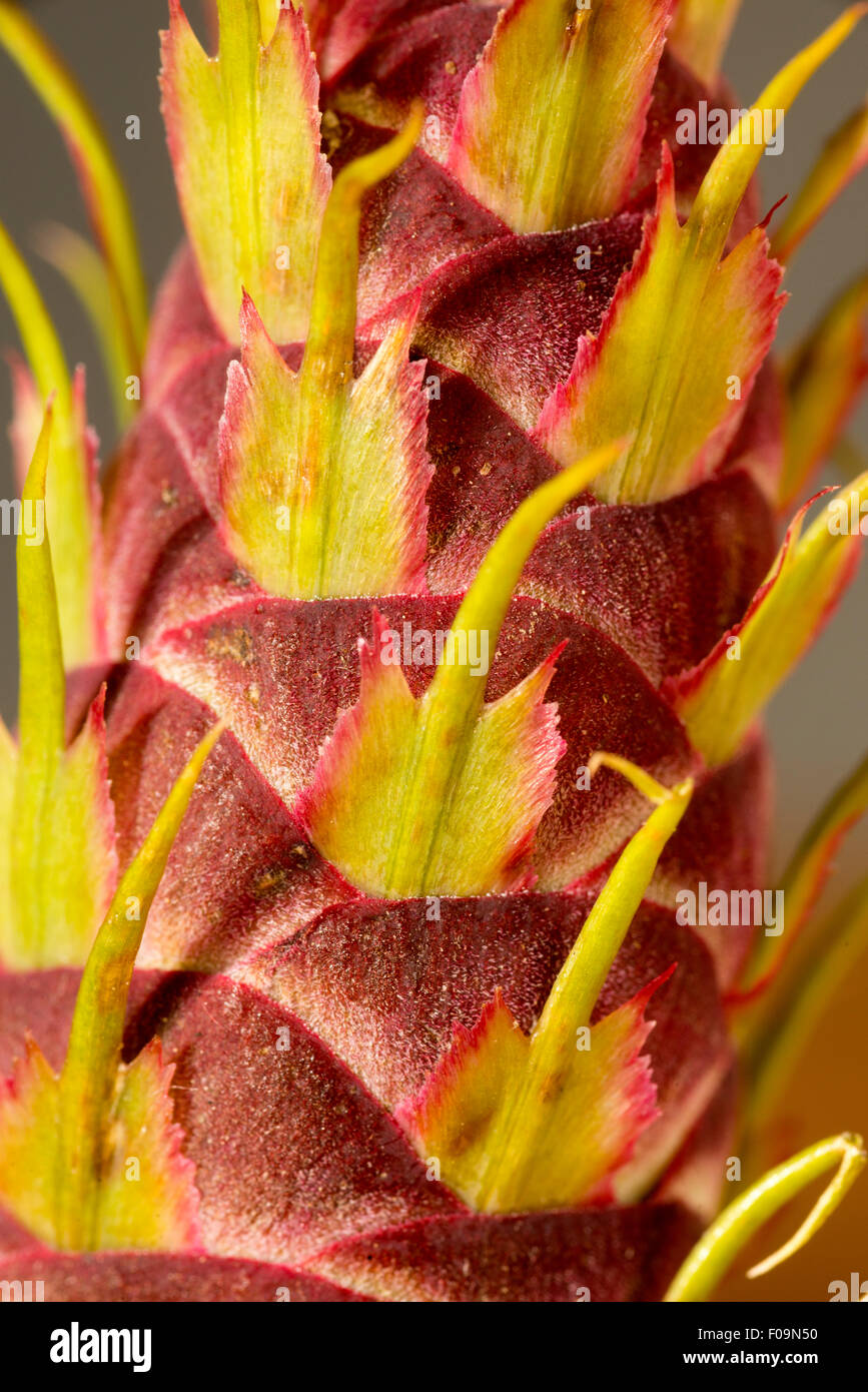 Douglas Fir cono, Oregon. Foto Stock