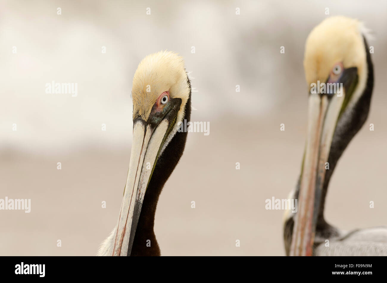 Pellicani wildlife closeup è una testa di pellicani e becco closeup in piena di colori e dettagli Foto Stock