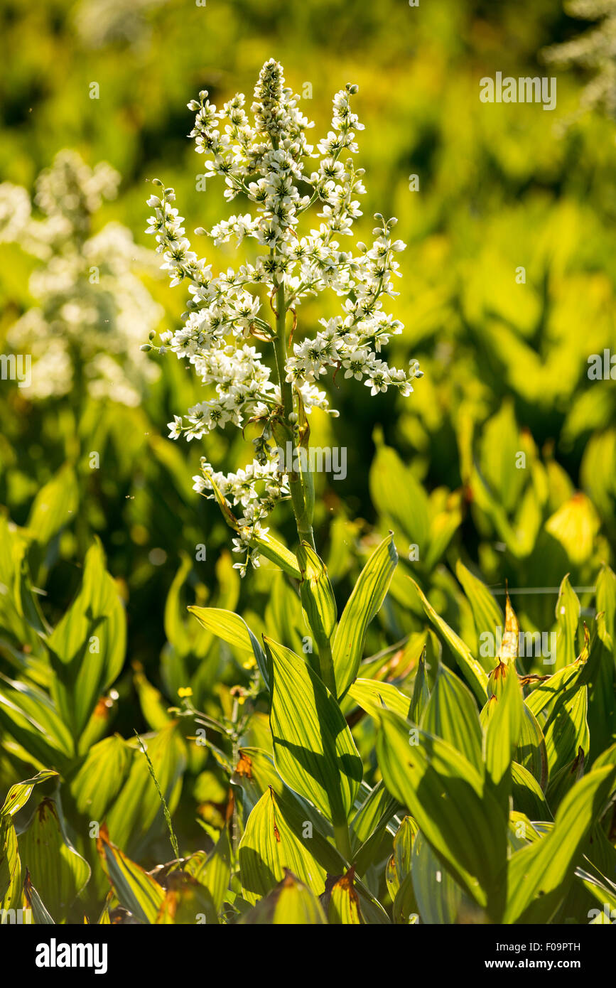 Giglio di mais in fiore, Wallowa Mountains, Oregon. Foto Stock