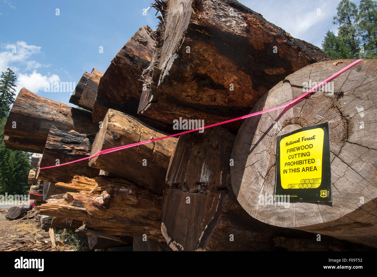 I registri di raccolte di marciume in un log deck, Willamette National Forest, Oregon. Foto Stock