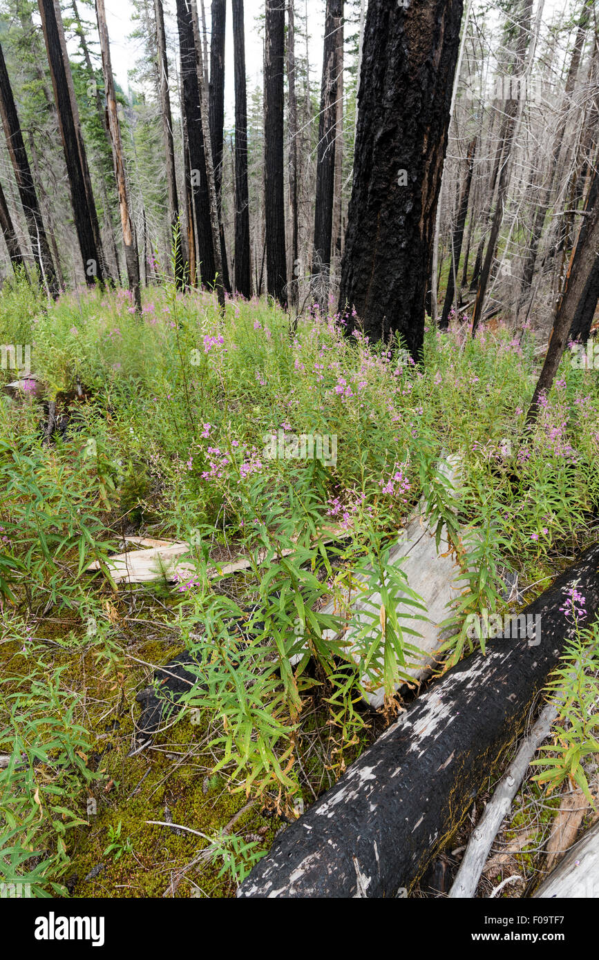 Firweed che fiorisce in una foresta bruciato, Willamette National Forest, Oregon. Foto Stock