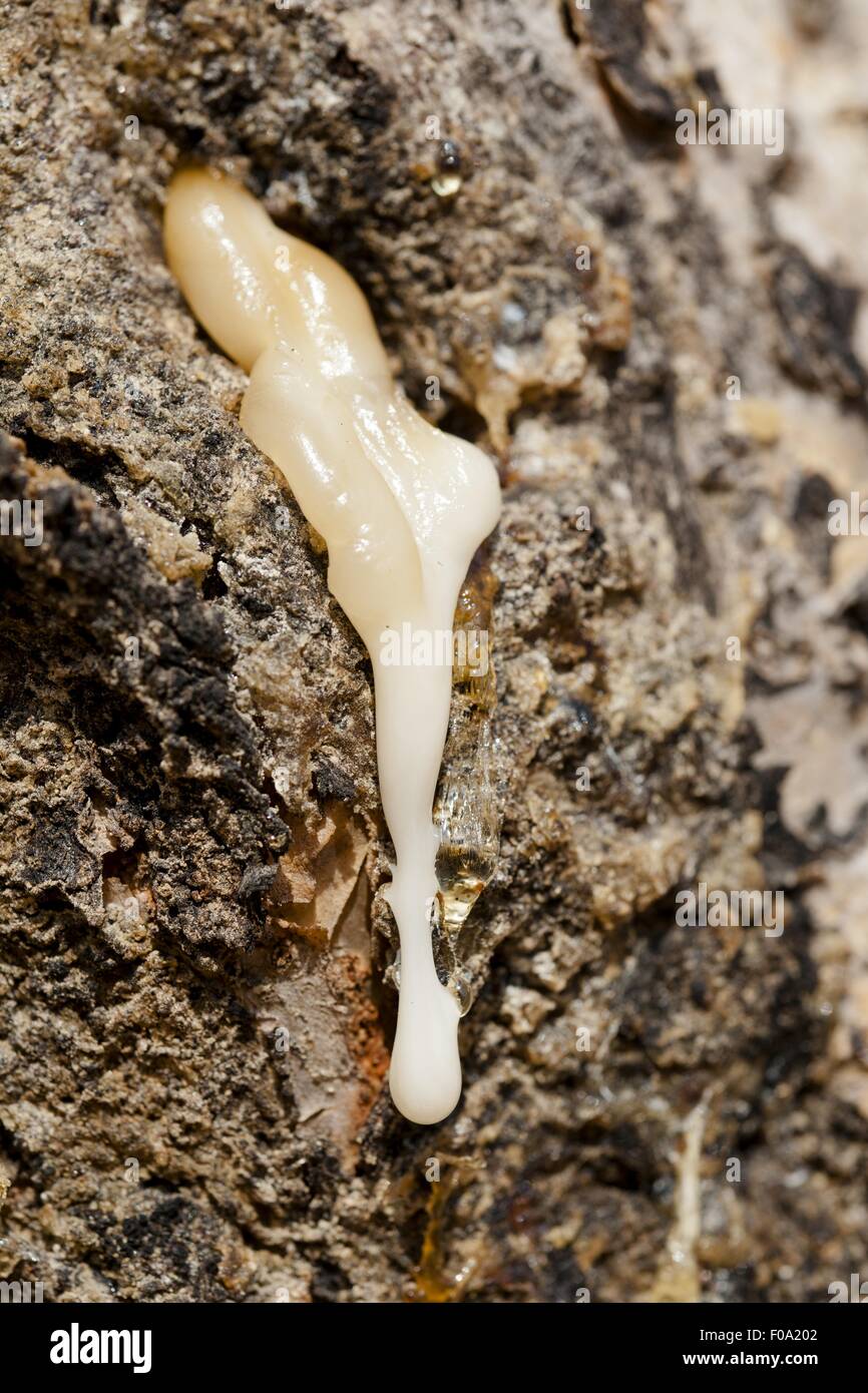 Close-up di resina fresca gocciolare da un albero di incenso, Salalah, Oman Foto Stock