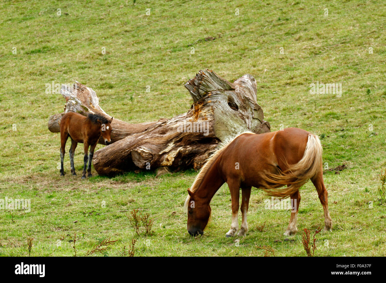 Cavalli, un mare & puledro pascolare in un campo con un albero caduto tronco a metà. Il mare è castagno con una criniera di lino e coda Foto Stock