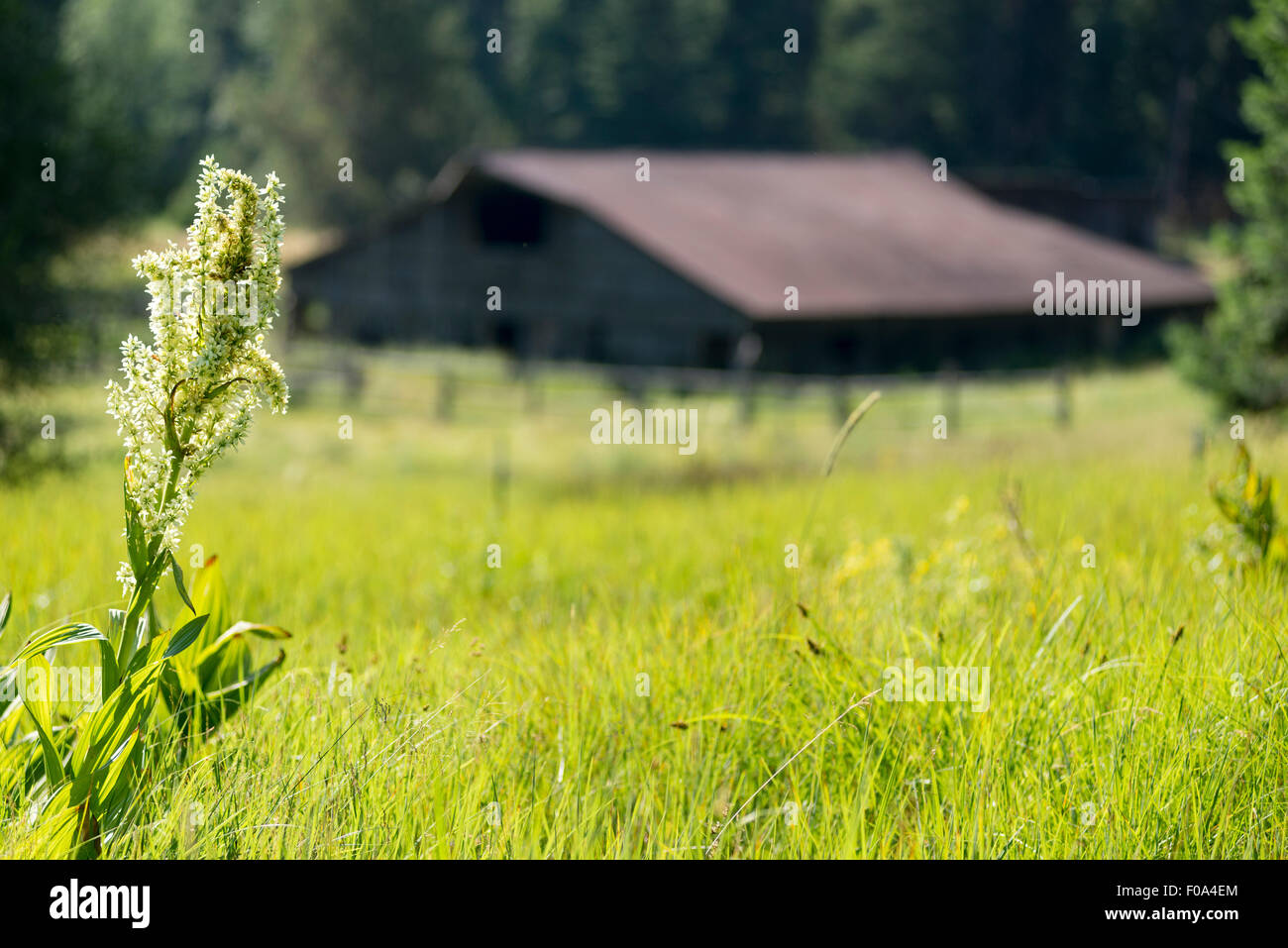Il vecchio fienile al Minam River Lodge in Oregon Wallowa della montagna. Foto Stock