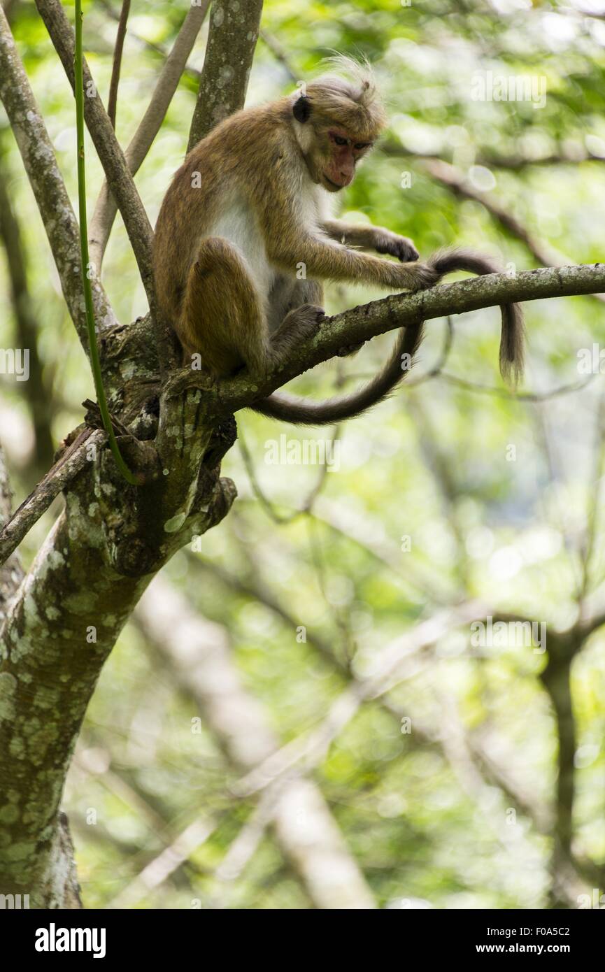 Monkey seduto sul ramo di albero della gomma, Diyaluma, Sri Lanka Foto Stock