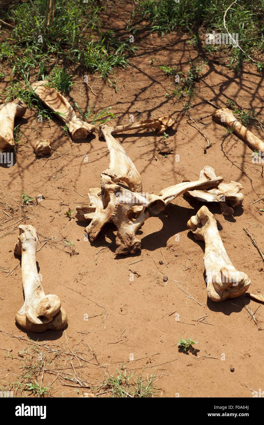 Le ossa di animali sulla sabbia, Sud Africa Foto Stock